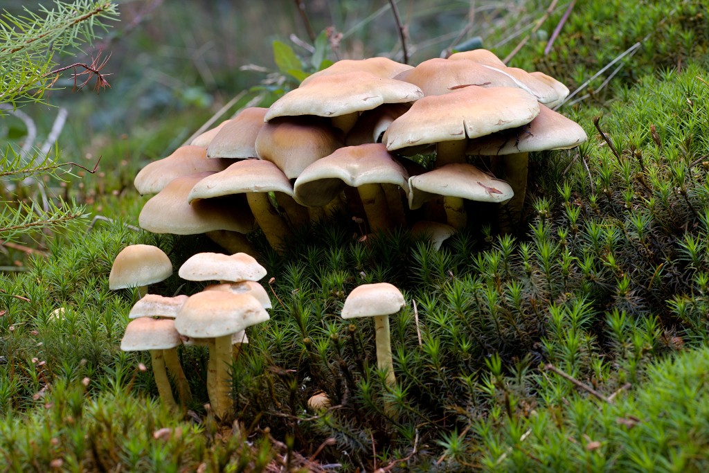 paddenstoel paddenstoelen paddestoel paddestoelen schimmel zwam schimmels zwammen hdr paddo paddos champignon champignons herfst najaar